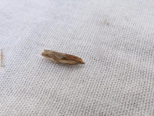 Eucosma cana